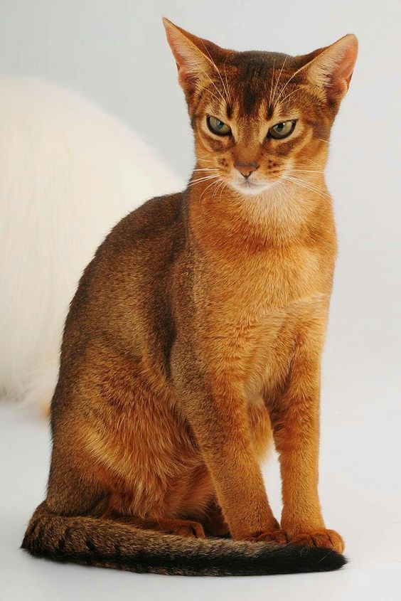 Abyssinian