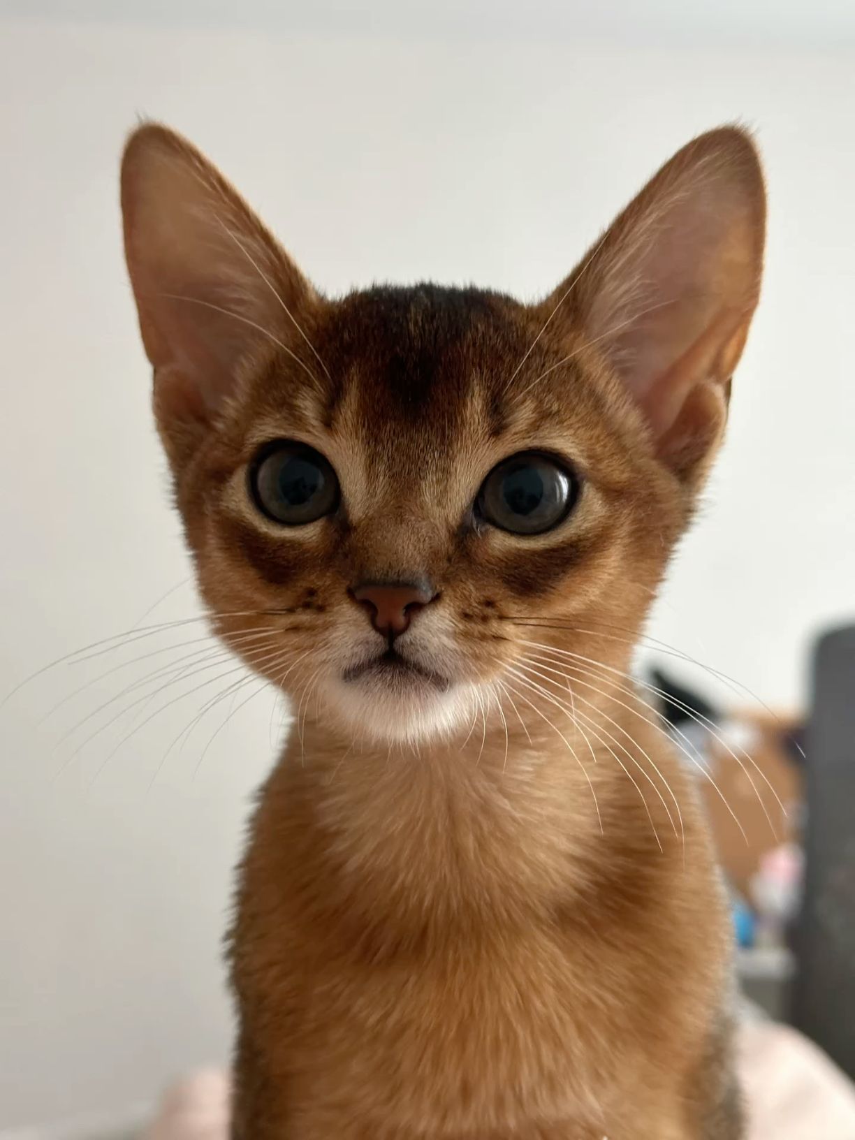 Bella