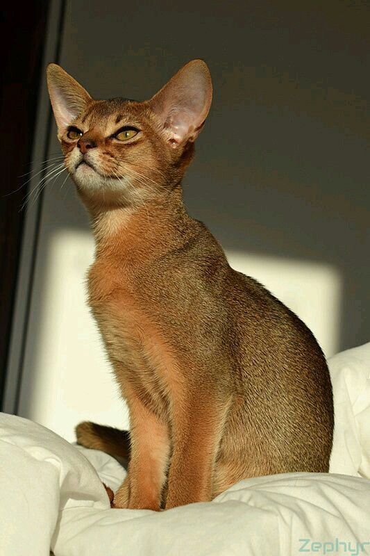 Nala