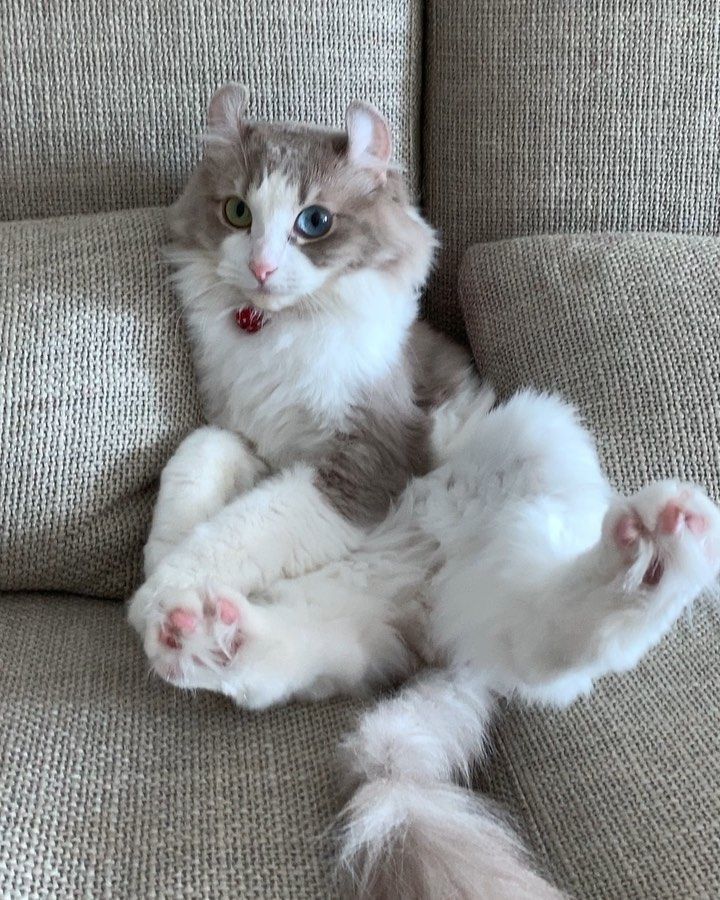 American Curl