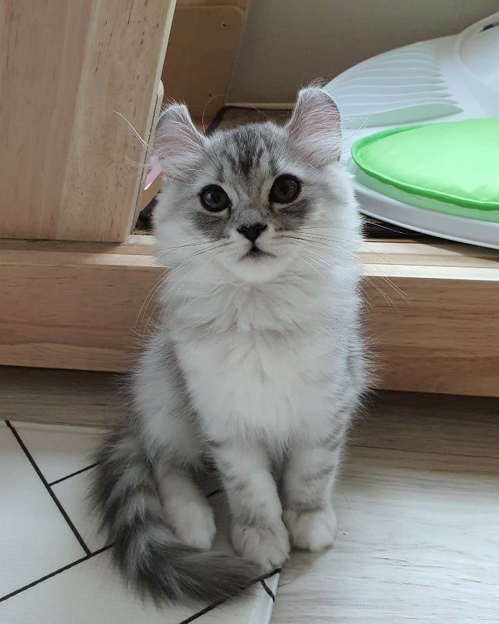Minnie