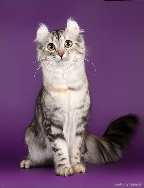 Cosmo