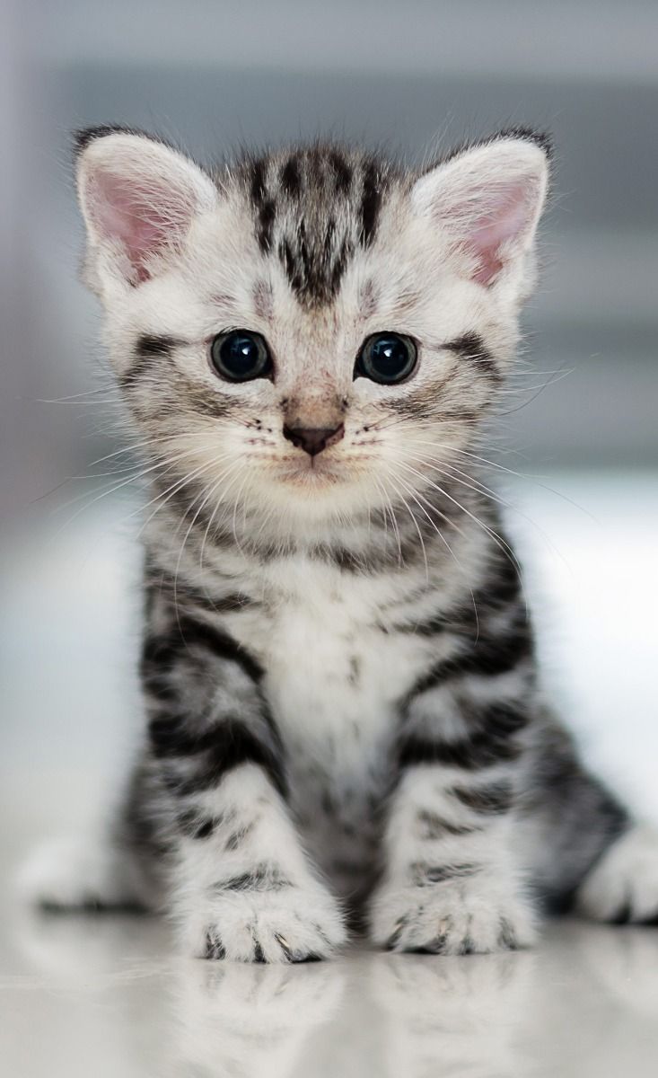 American Shorthair