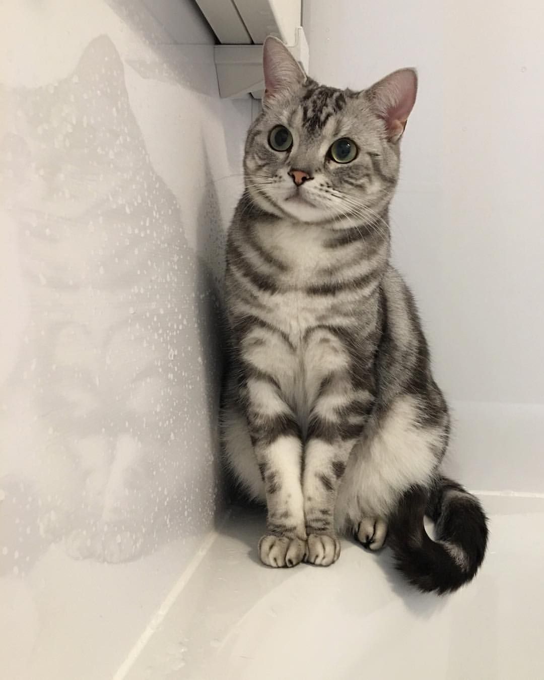 Felix