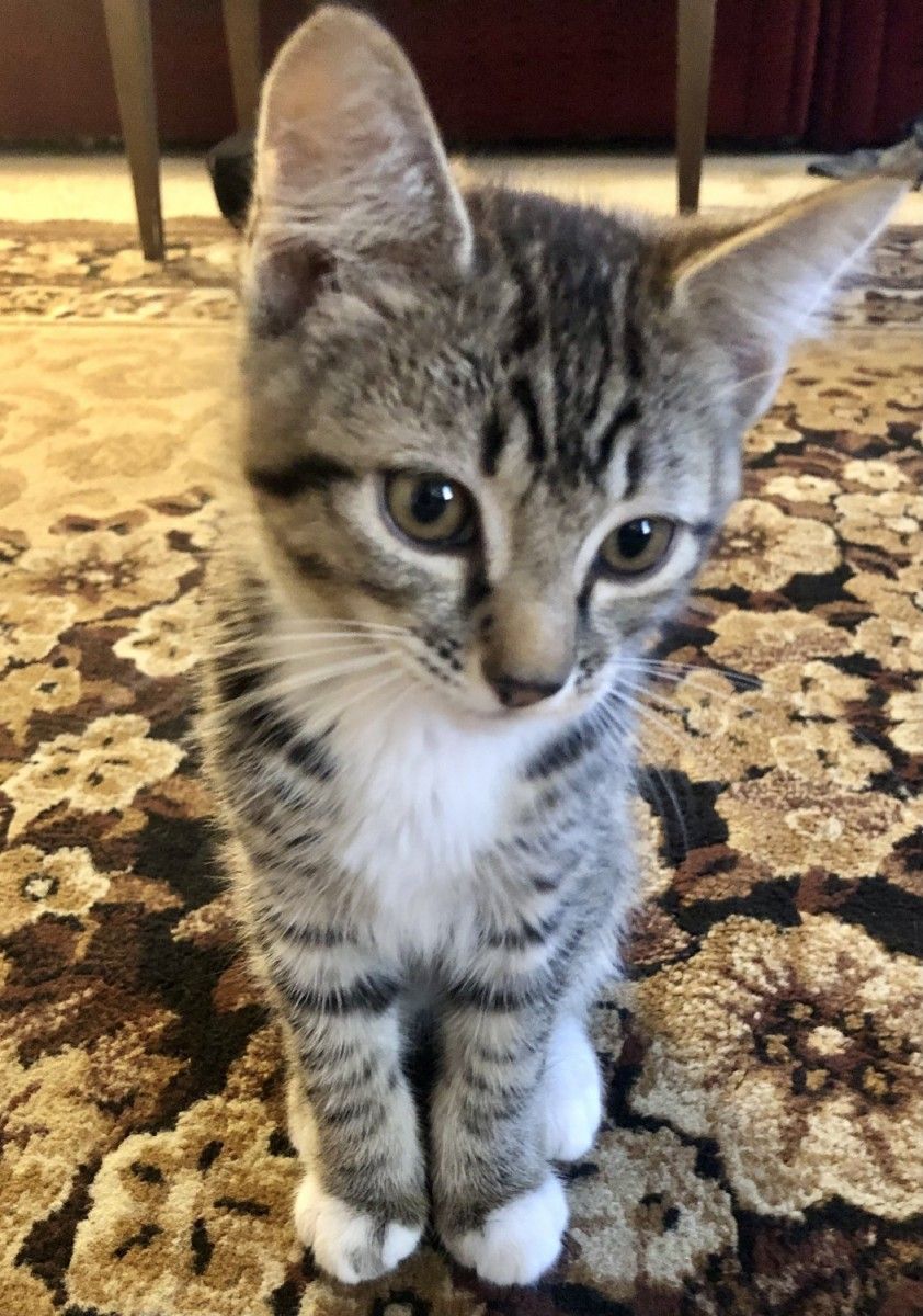 Nora