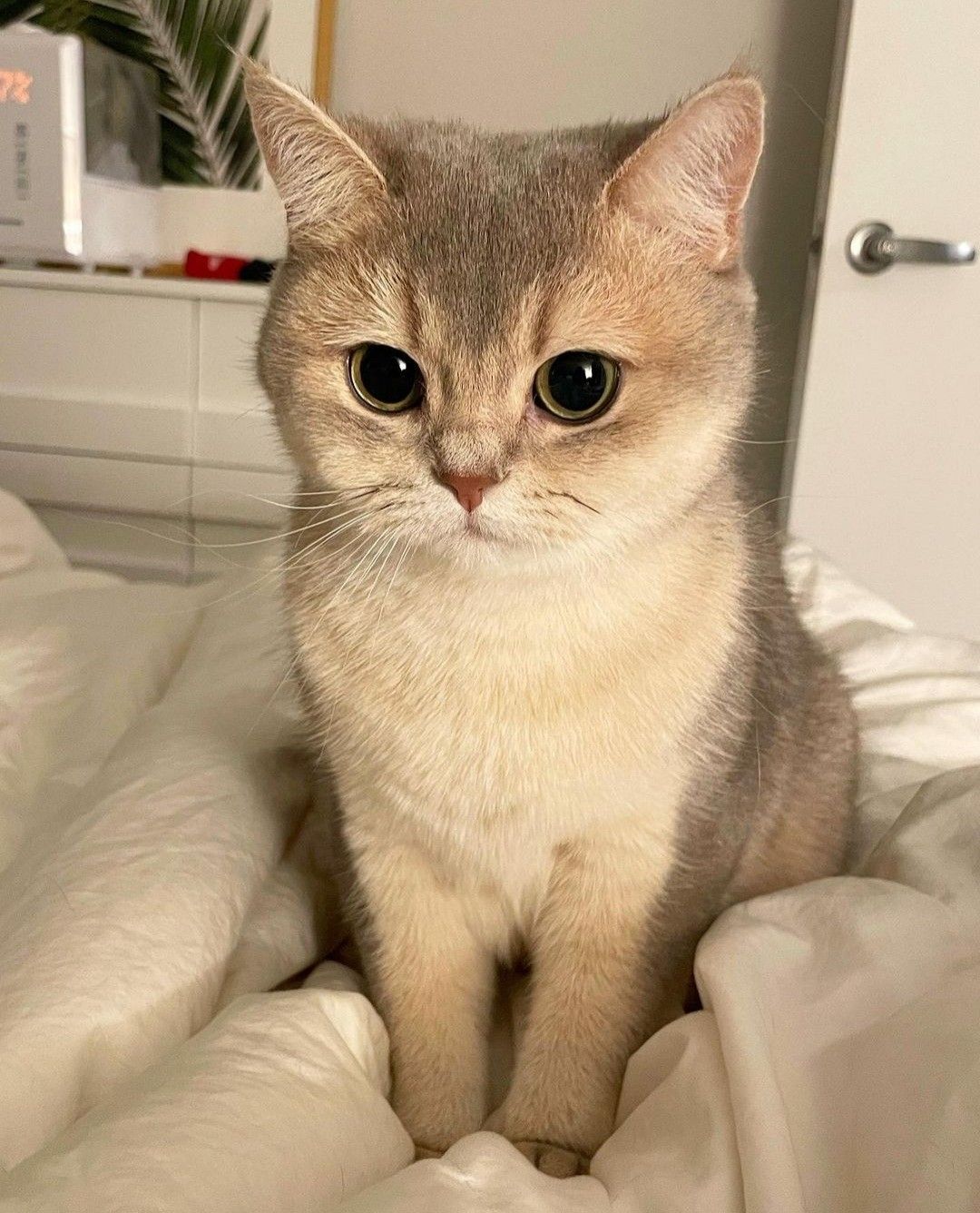 Bella