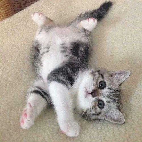 Biscuit