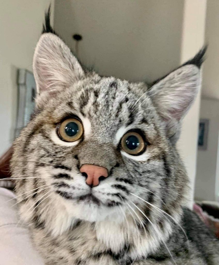 Bobcat