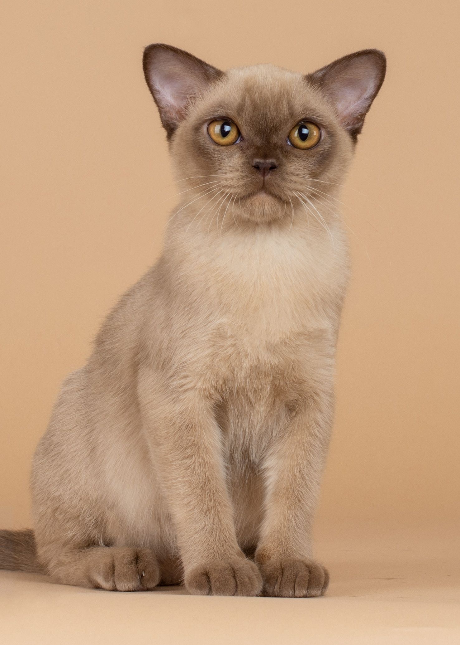 Burmese