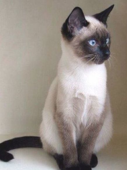 Neko