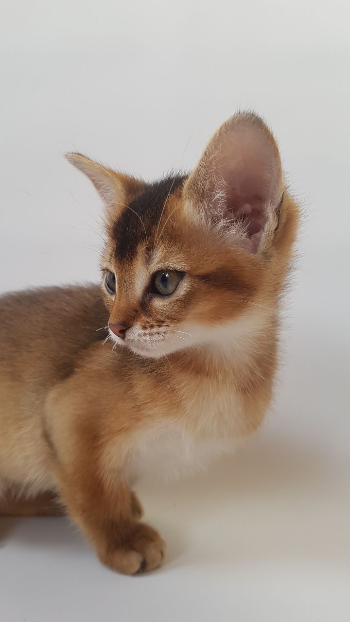 Freya