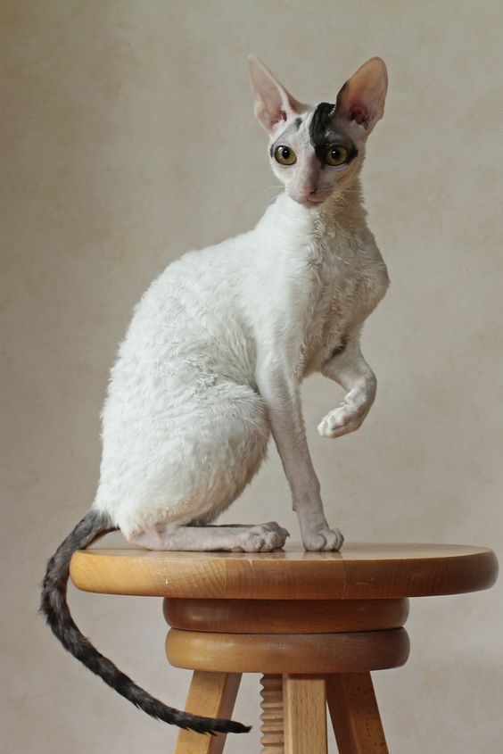 Cornish Rex