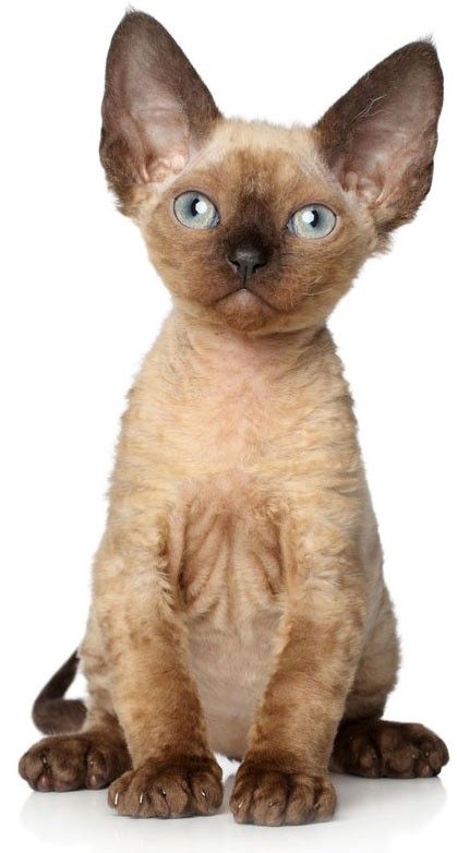 Devon Rex
