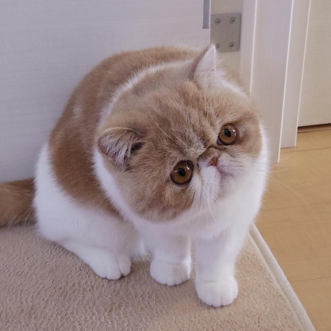 Exotic Shorthair