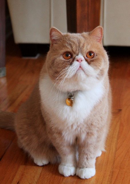 Jasper