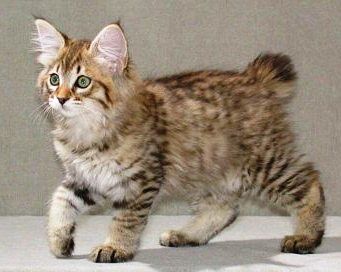 Kurilian Bobtail