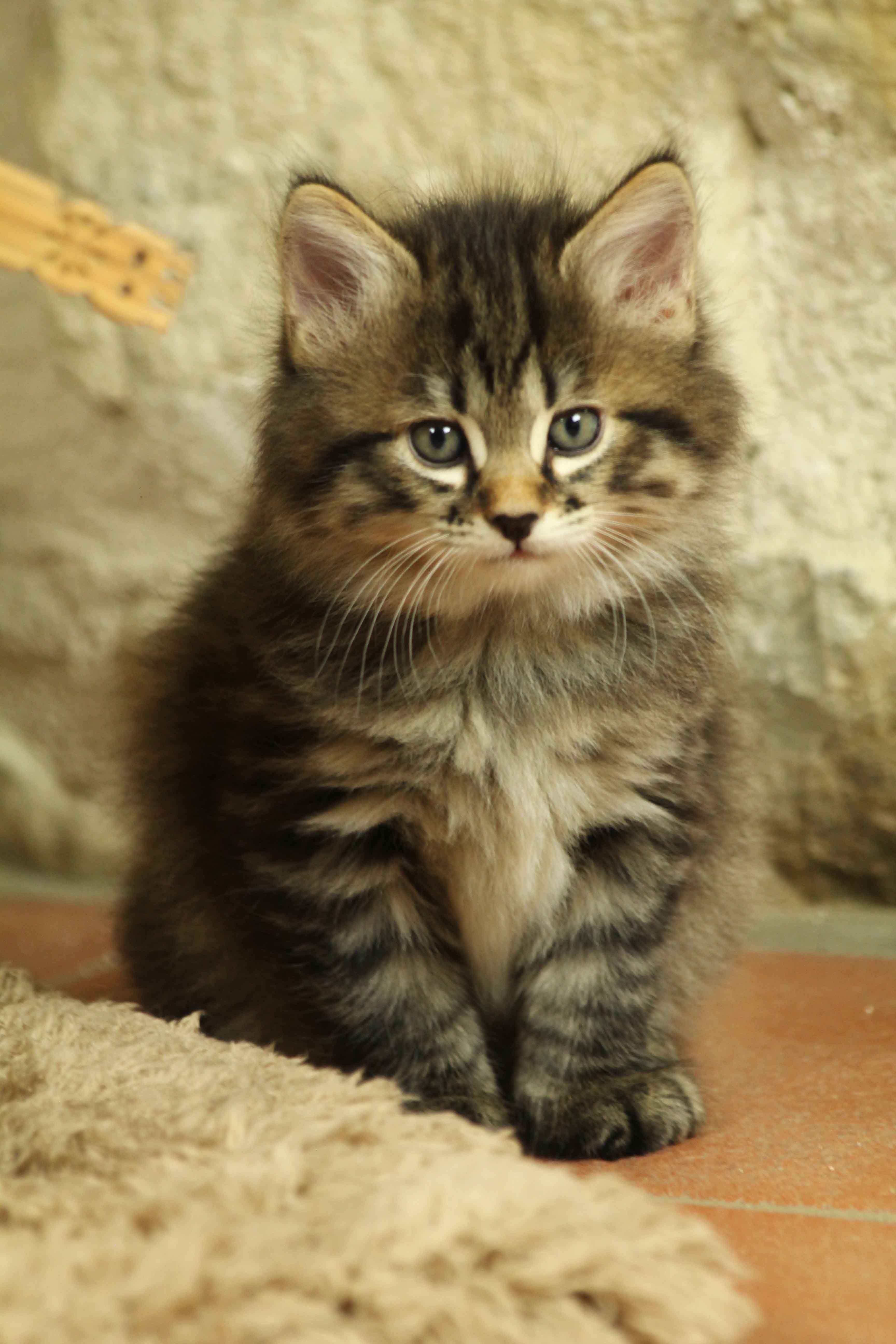 Oliver