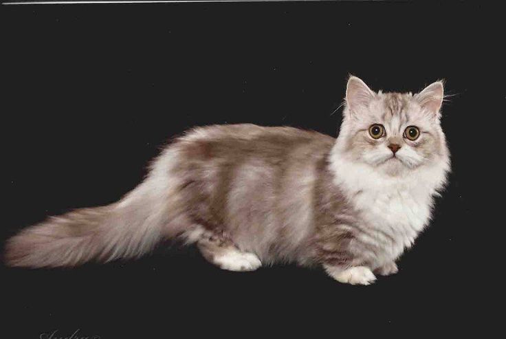 Minnie