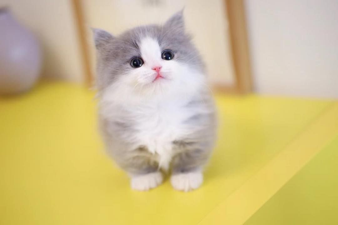 Simba
