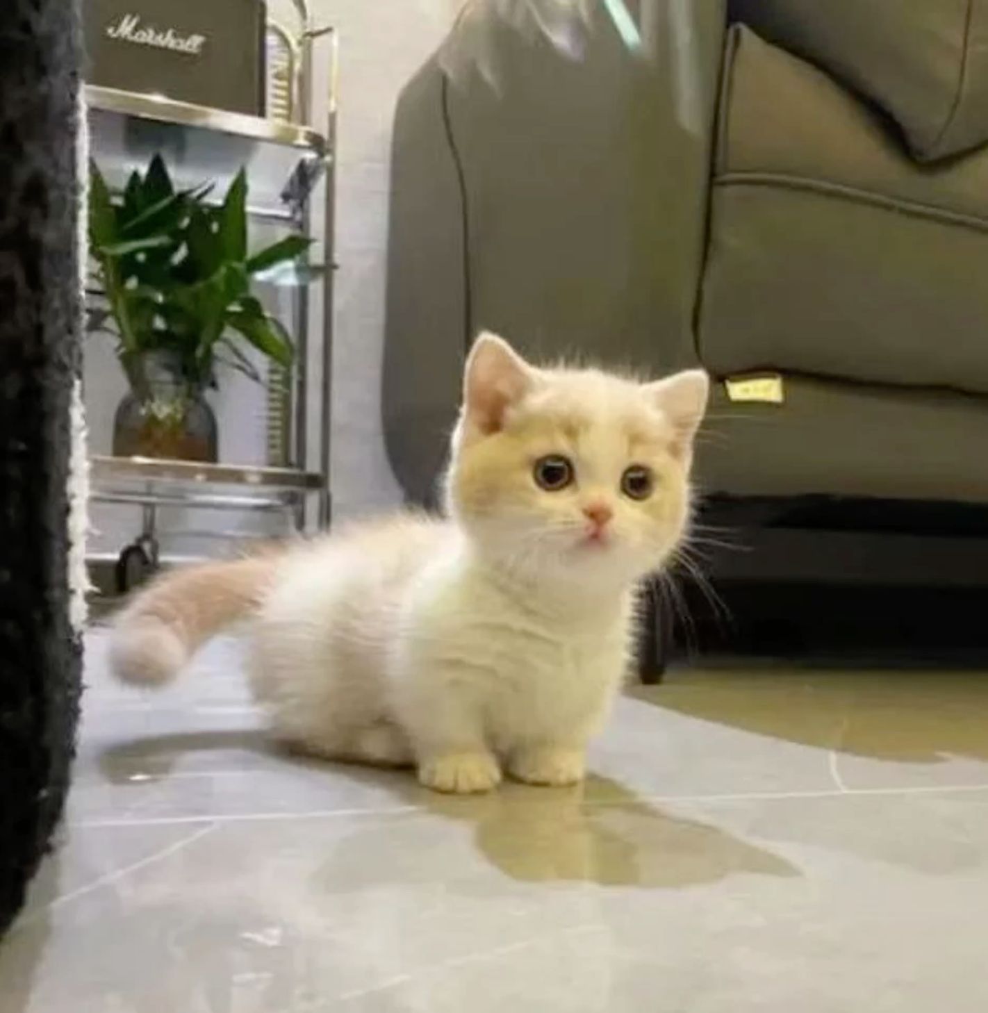 Munchkin