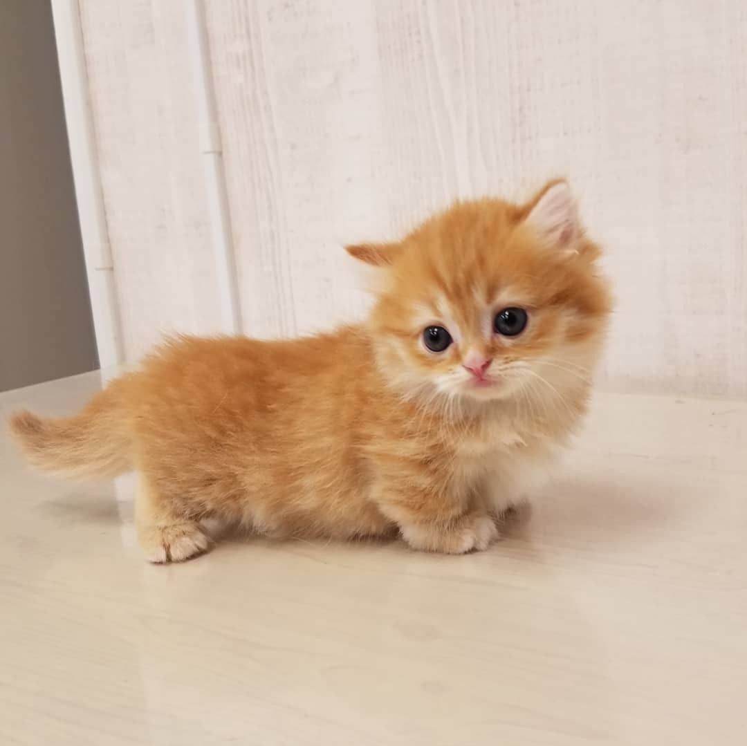 Jasper