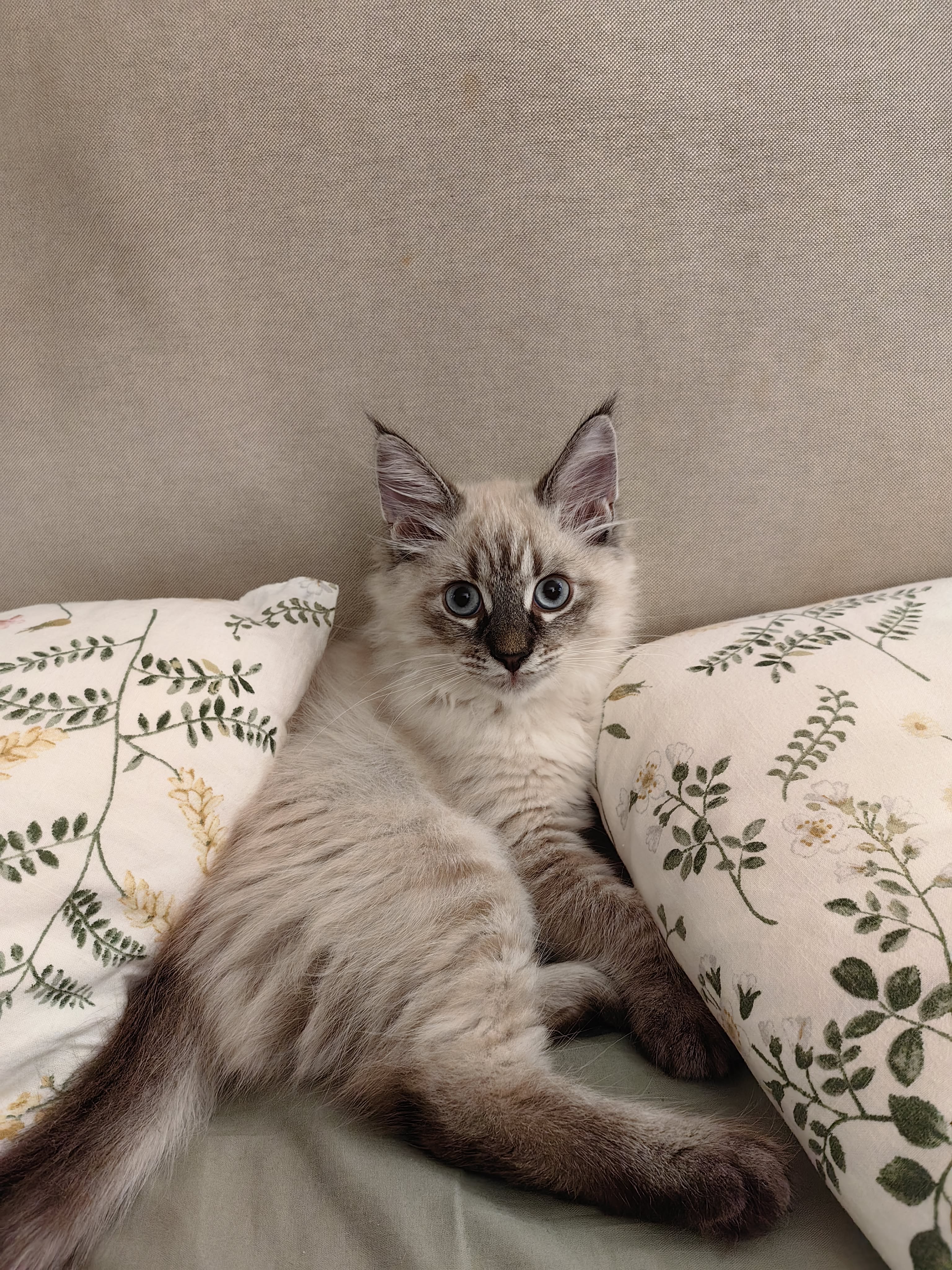 Jasper