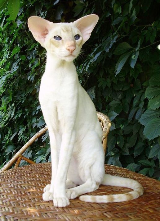 Oriental
