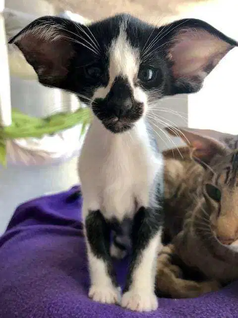 Biscuit
