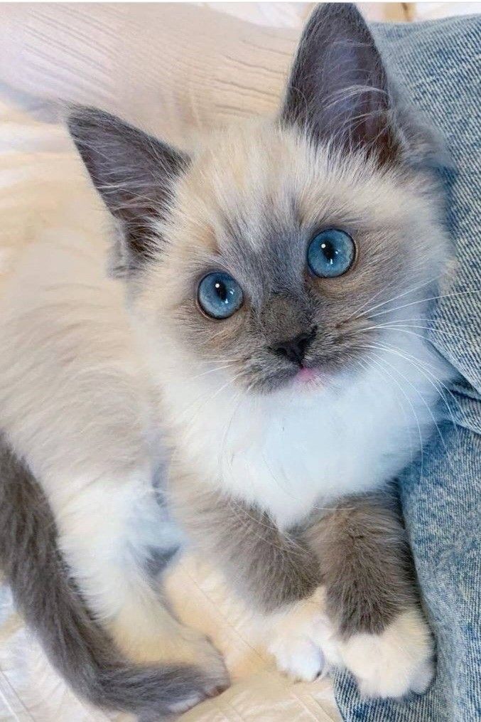 Gizmo