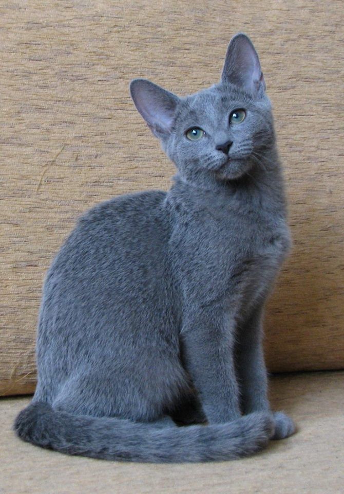 Romeo