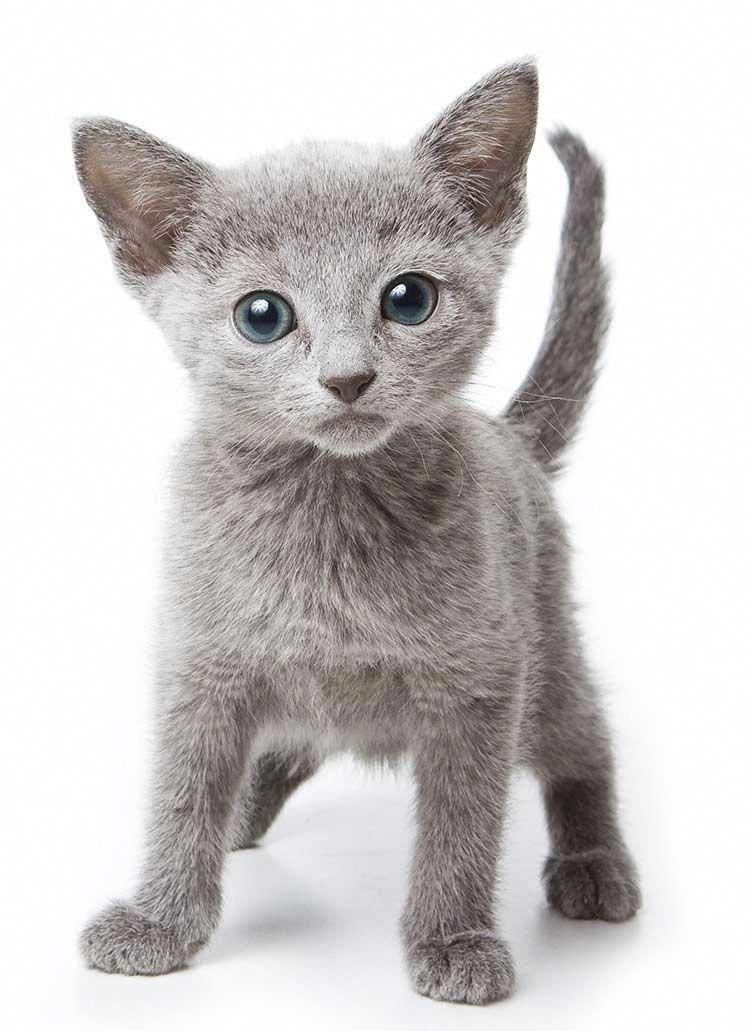 Felix