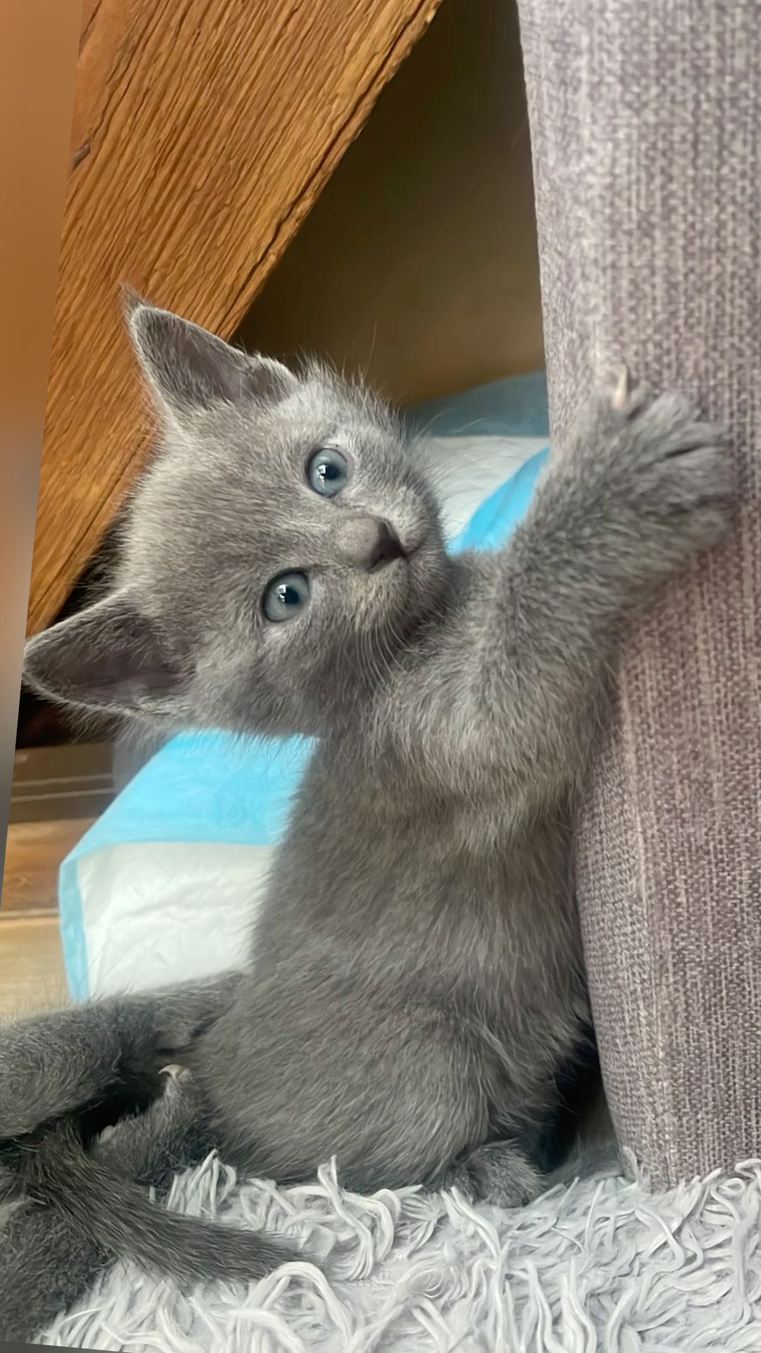 Biscuit