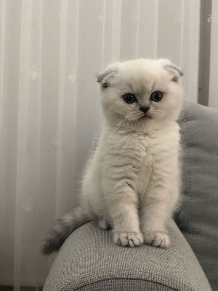 Cosmo