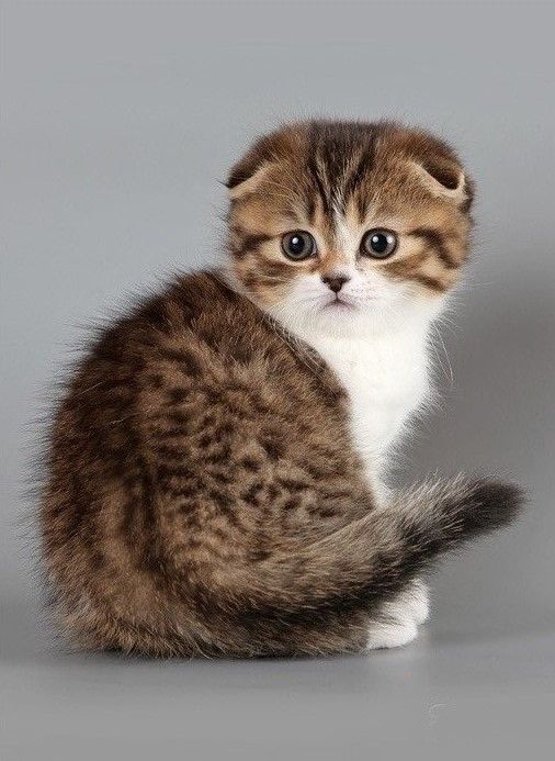 Biscuit