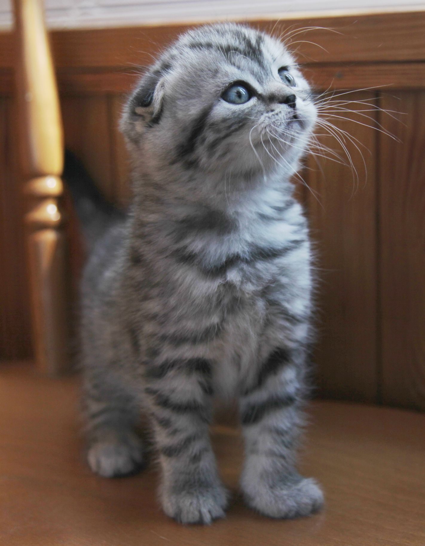Elsa