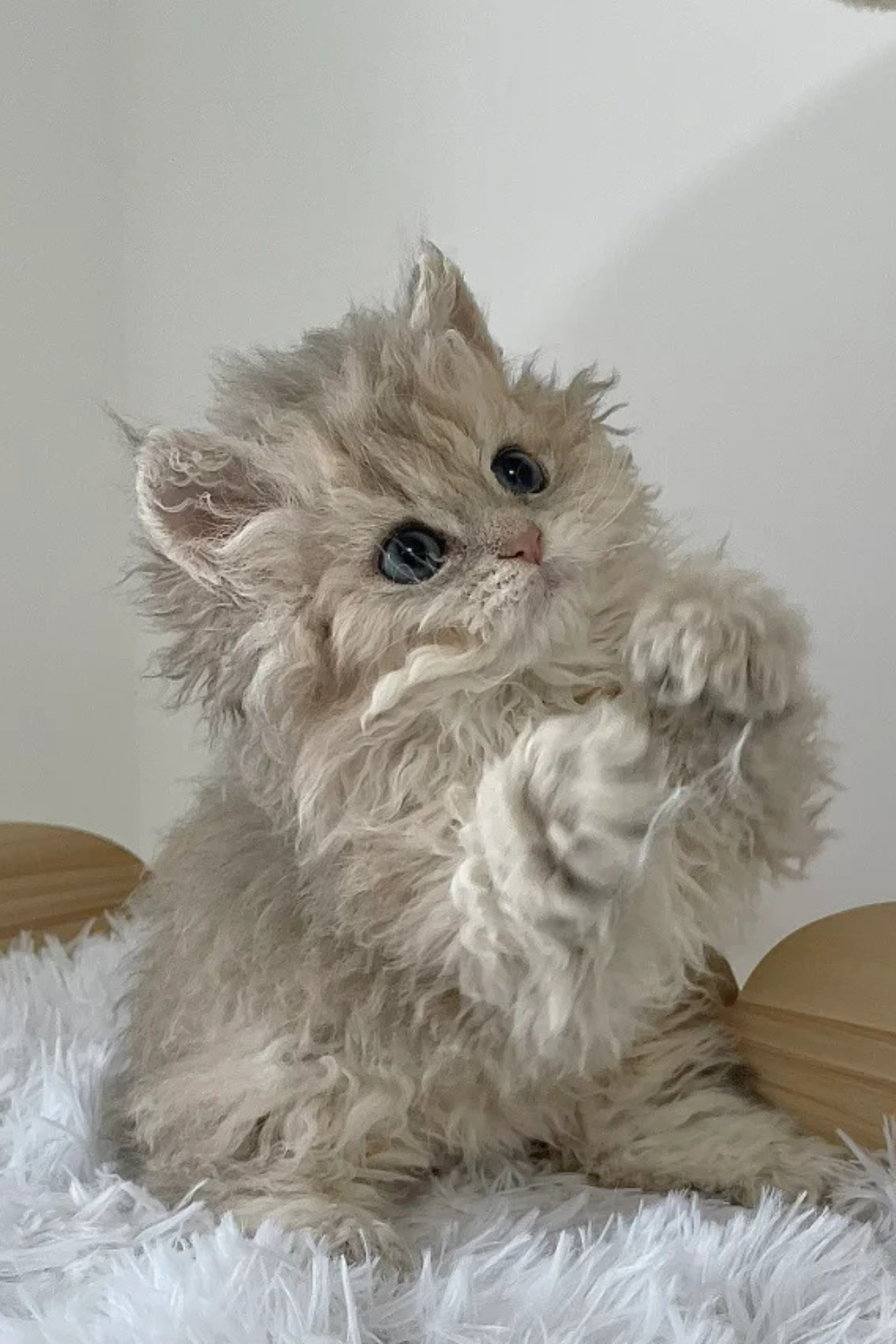 Freya