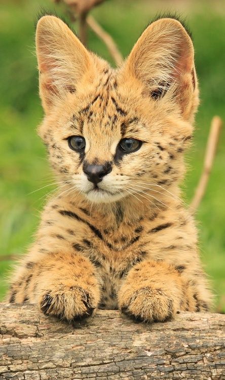 Serval