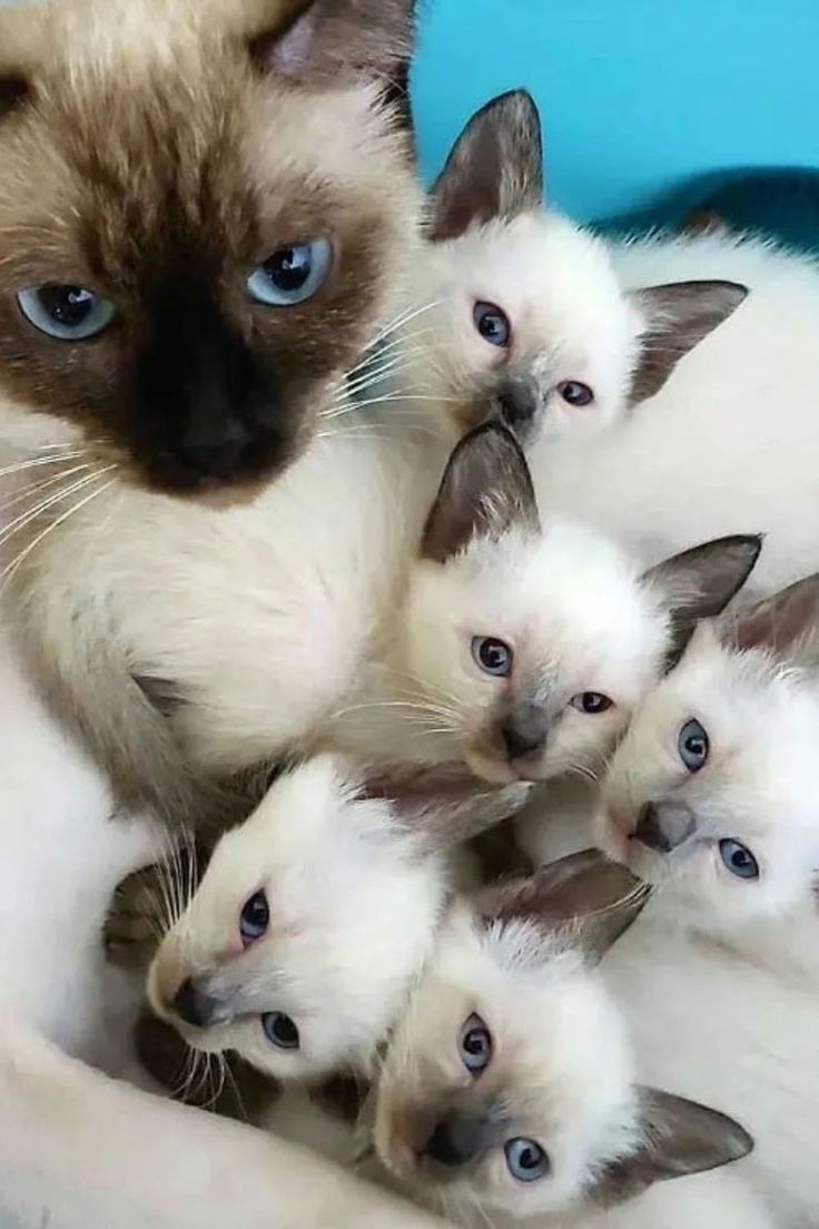 Neko