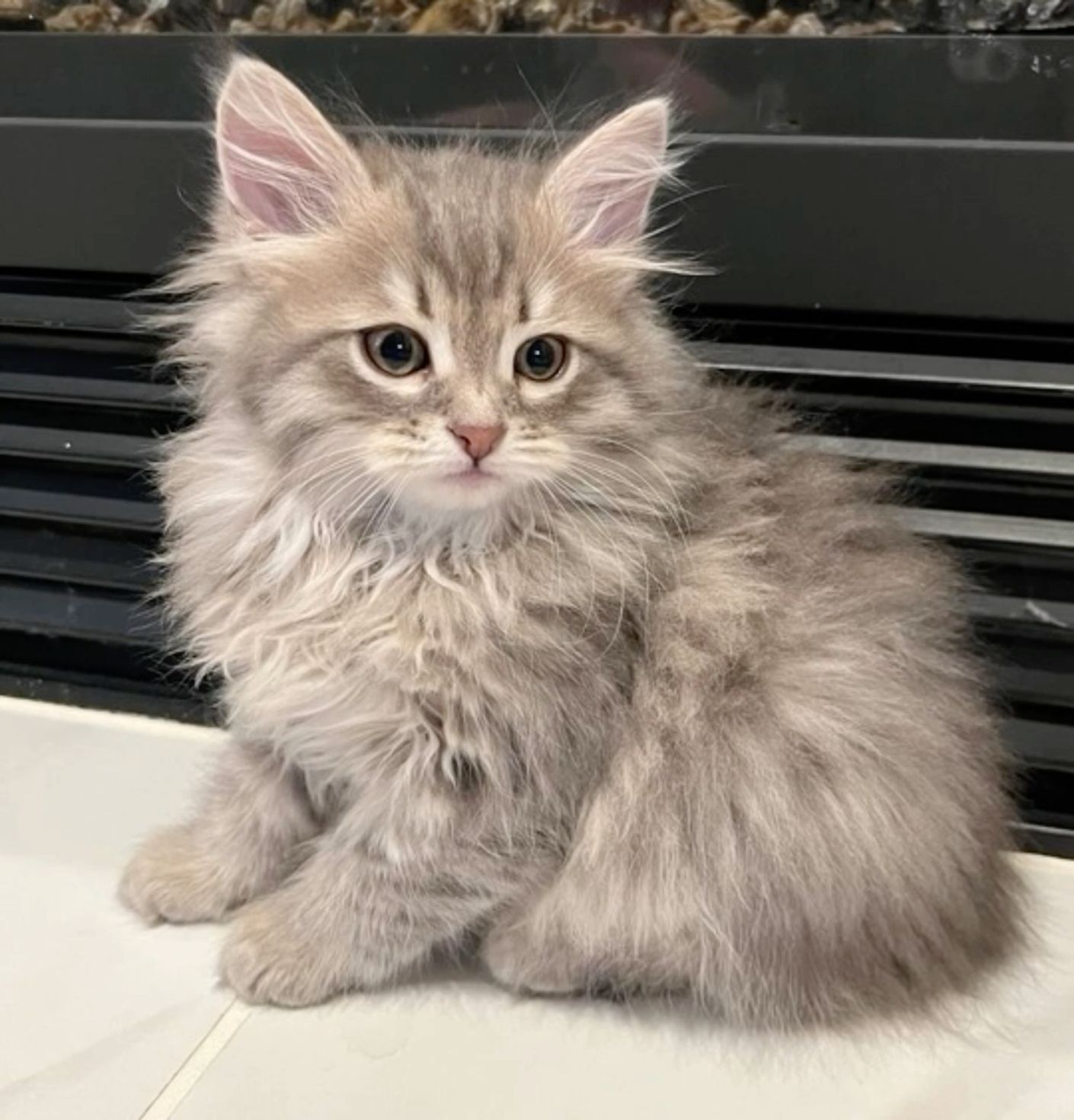 Siberian