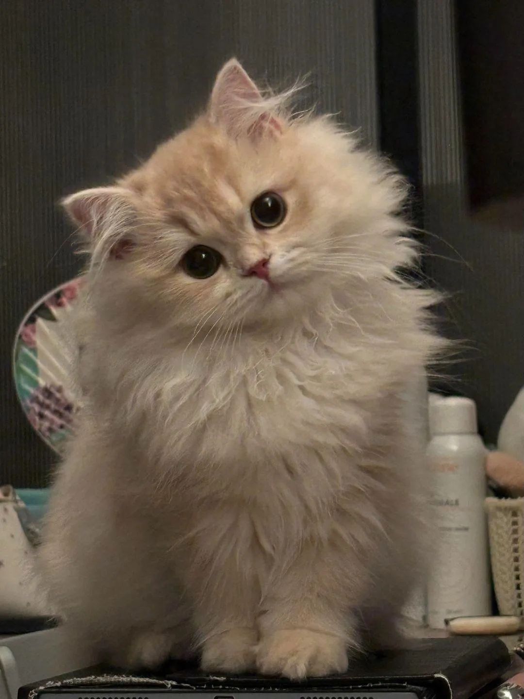 Коко