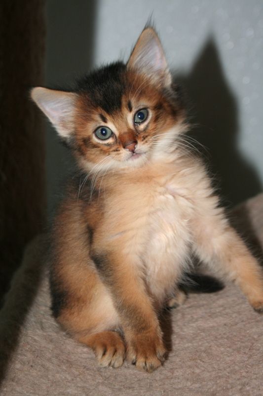 Ginger