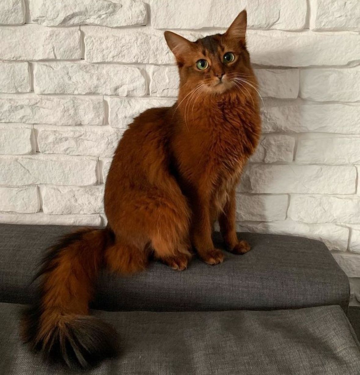 Simba