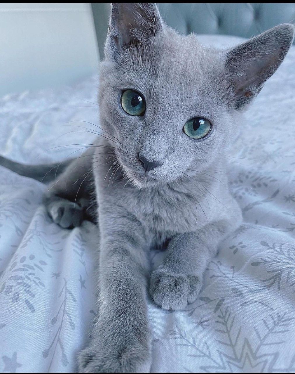 Lily