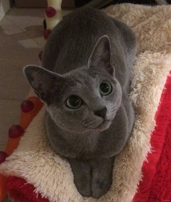 Minnie