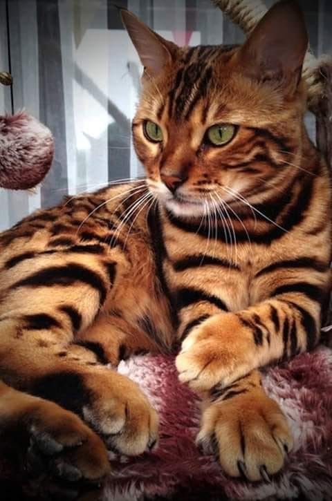 Toyger