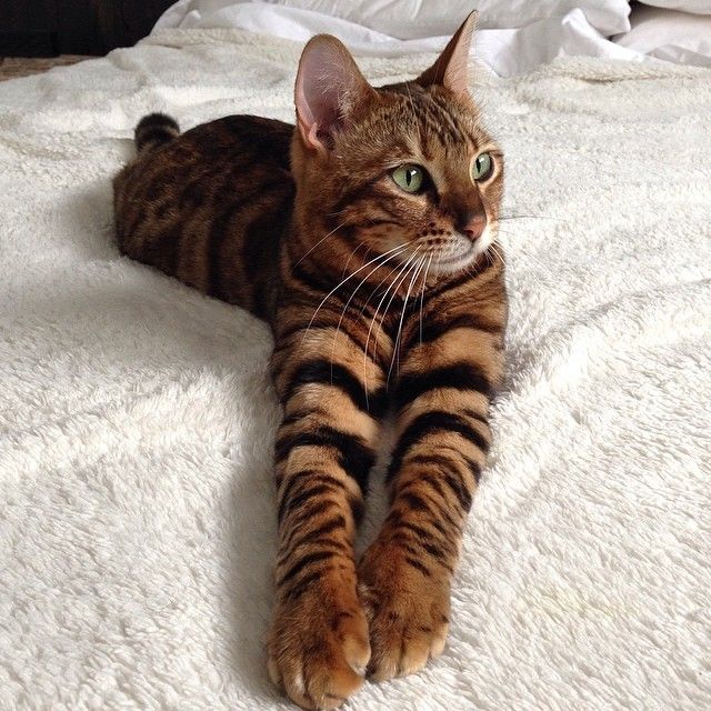 Zoe