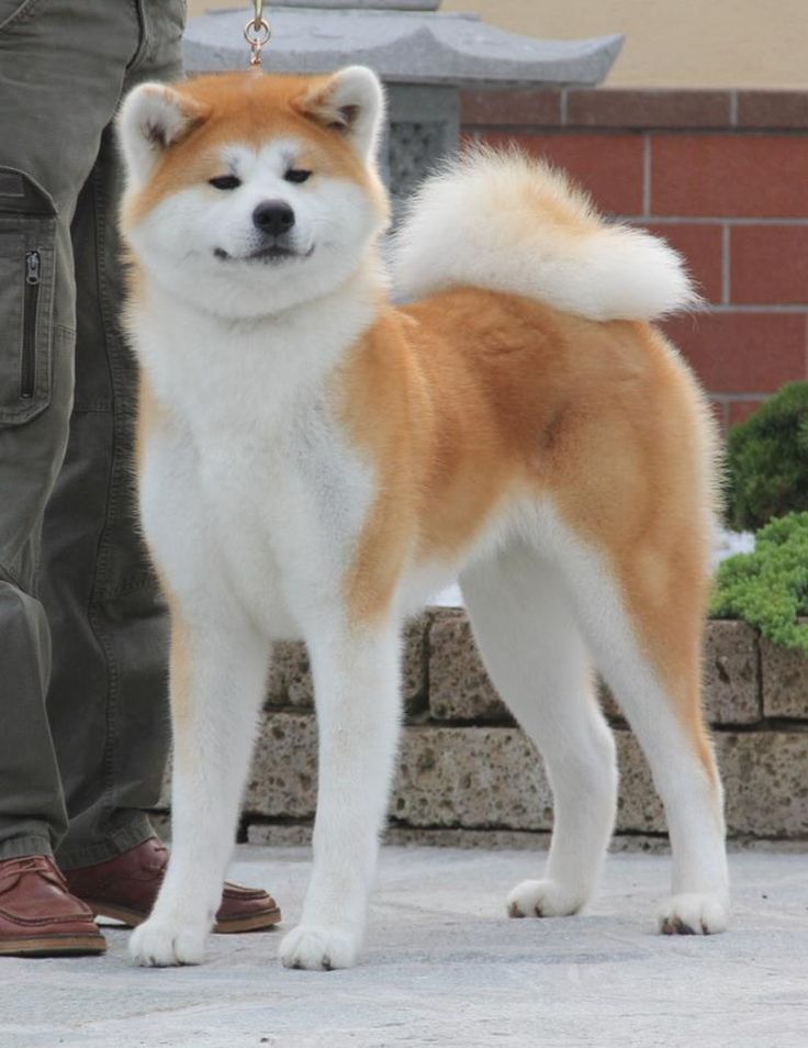 Akita Inu