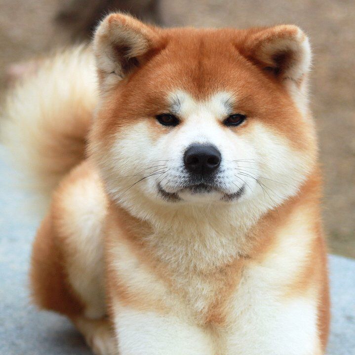 Finn