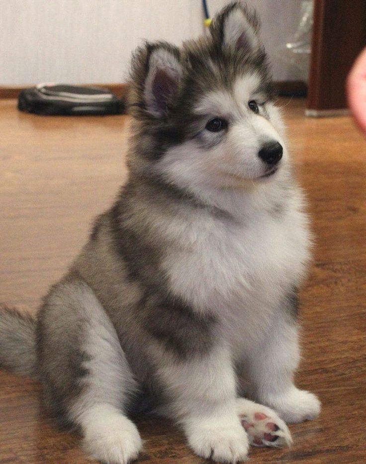 Alaskan Malamute