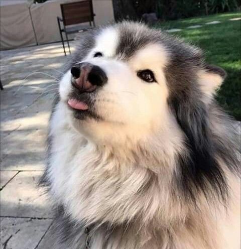 Bruno